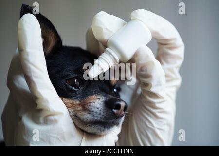 Nahaufnahme, Tierarzt in weißen medizinischen Handschuhen Tropfen Auge auf den kleinen schwarzen Spielzeug Terrier Hund in der Klinik. Stockfoto