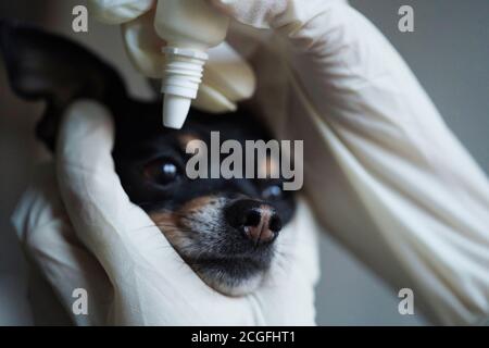 Nahaufnahme, Tierarzt in weißen medizinischen Handschuhen Tropfen Auge auf den kleinen schwarzen Spielzeug Terrier Hund in der Klinik. Stockfoto