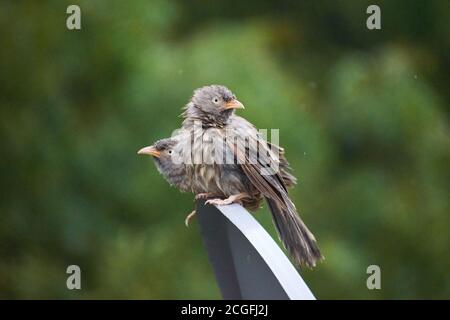 Jungle Babbler (Turdoides striata) gewöhnlicher Vogel – Delhi - indien. Stockfoto