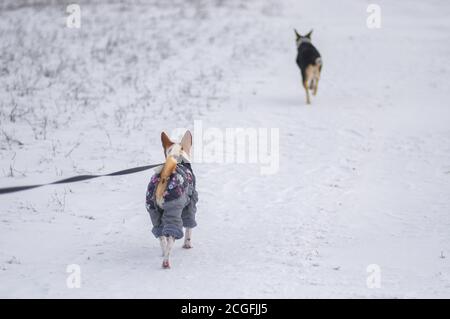 Basenji Hund trägt Mantel und auf einer Leine gehen Auf einer schneebedeckten Straße im Winter Stockfoto