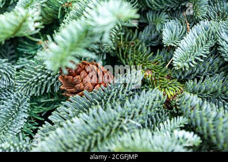 Weihnachten festliche Hintergrund mit Kopierer Platz. Kegel auf Pelzbaum Zweig. Neues Jahr Poster für Design Stockfoto