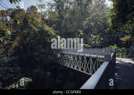 Erhöhter Gehweg im Dschungel-Wald in Mae Rim North Chiang Mai eine Touristenattraktion an den Botanischen Gärten der Königin Sirikit Stockfoto