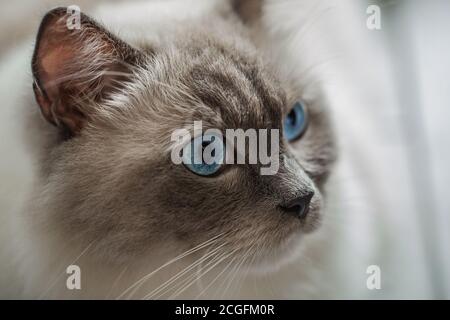 Ragdoll Katze Stockfoto