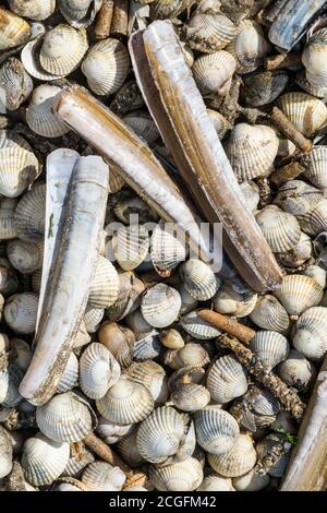 Verschiedene Muscheln und Schneckenschläuche auf einem ausgewaschen North Wales Strand nach einem Sturm Stockfoto