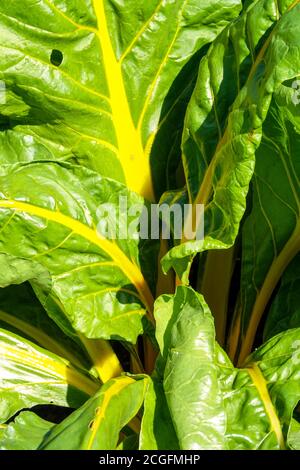 Chard „Bright Lights“ Stockfoto