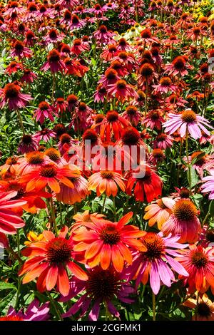 August krautige Grenze Farbe Sommerblumen Rote Kegelblumen Garten Echinacea Cheyenne Spirit Stockfoto