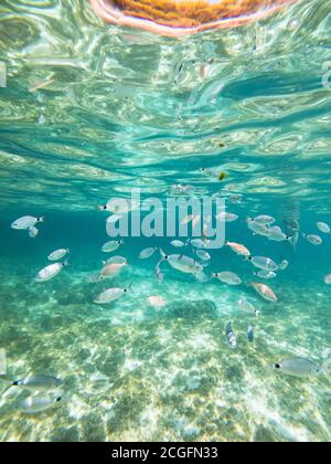 Schule der gesattelten Seebream Fische (Oblada melanura) cimen von einem Rest von Algen unter dem Wasser einer Bucht auf Mallorca. Fischereikonzept Stockfoto