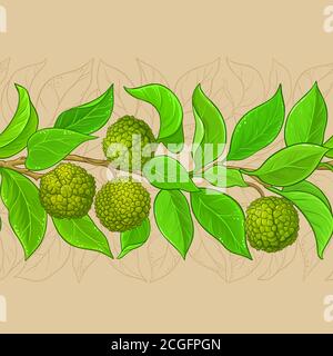 calodendrum-Vektormuster Stock Vektor