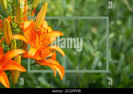 Ein rechteckiger Rahmen von grüner Farbe vor dem Hintergrund von orangen Lilien, die die Zusammensetzung bilden. Natürlicher botanischer Hintergrund. Horizontale oris Stockfoto