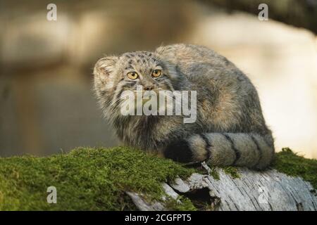 Manul oder Pallas's Cat, Otocolobus manul, Erwachsene stehen auf Der Filiale Stockfoto