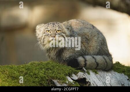 Manul oder Pallas's Cat, Otocolobus manul, Erwachsene stehen auf Der Filiale Stockfoto