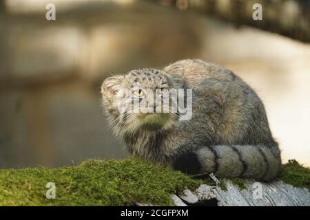 Manul oder Pallas's Cat, Otocolobus manul, Erwachsene stehen auf Der Filiale Stockfoto