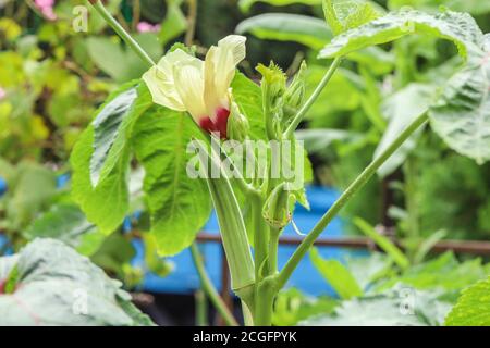 Ladies' Finger oder Okra Blume und neue Schoten auf einem Okra-Werk Stockfoto