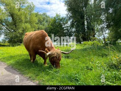 Braune Hochland-Bergkuh mit Hörnern, die auf Gras grasen Stockfoto