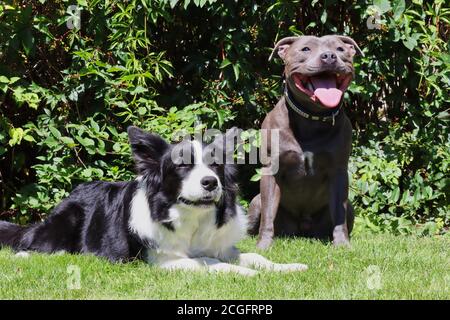 Englisch Staffordshire Bull Terrier und Border Collie Hanging out in the Garden during Sunny Day. Freundliche Blue Staffy und Schwarz und Weiß Hund. Stockfoto