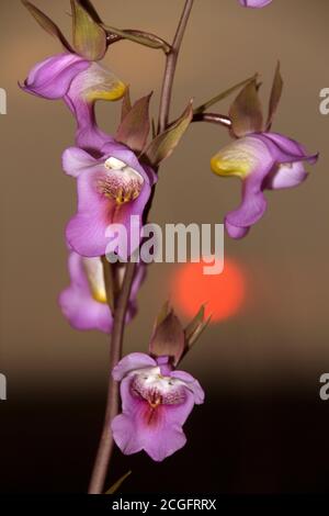 Der Foxglove oder Pink Vlei Orchid ist eine sehr variable und weit verbreitete in den Grasländern des südlichen und östlichen Afrika. Der Blütenstiel wächst Stockfoto