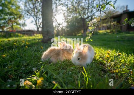 Zwei kleine Kaninchen im Garten. Flauschige Haustiere Stockfoto