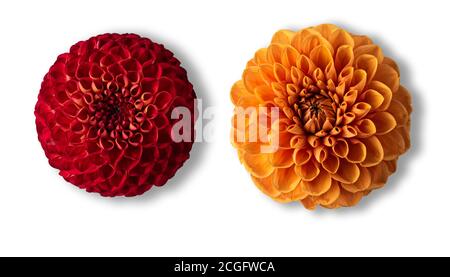 Zwei leuchtend rote und orange runde Dahlien oder Georginas mit ihren Schatten isoliert auf weißem Hintergrund. Blick von direkt oben. Horizontale Ausrichtung Stockfoto