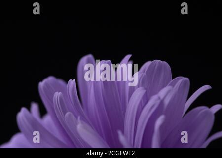 Aster Blütenblätter isoliert auf schwarz . Makroaufnahme Stockfoto