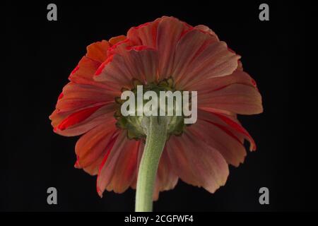 Rückseite schöne rote Aster Blume auf schwarz Stockfoto