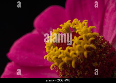 Rosa Zinnia auf schwarz . Makroaufnahme Stockfoto