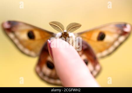 Kleine Saturnia Pavoniella Emperor Moth braun Schmetterling über dem Finger mit ihren großen Antennen. Nach einem Jahr Schlaf im Kokon, ist es bereit, für ihre letzten Tage des Lebens zu fliegen. Stockfoto