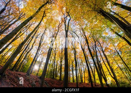 Gutes Wetter und helles Sonnenlicht hebt die Herbstfarben in den Blättern der Bäume auf Leckhampton Hill, Cheltenham. Stockfoto