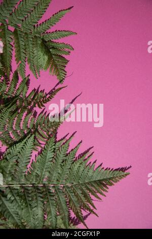 Natürliche Farnblätter auf einem violetten Hintergrund. Ein Platz für die Weltraummine. Vertikale Ausrichtung Stockfoto