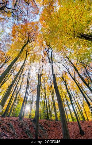 Gutes Wetter und helles Sonnenlicht hebt die Herbstfarben in den Blättern der Bäume auf Leckhampton Hill, Cheltenham. Stockfoto