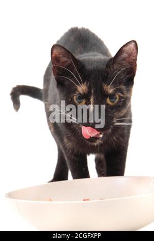 Schwarze Katze essen Fleisch isoliert auf dem weißen Hintergrund Stockfoto