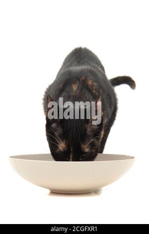 Schwarze Katze essen Fleisch isoliert auf dem weißen Hintergrund Stockfoto