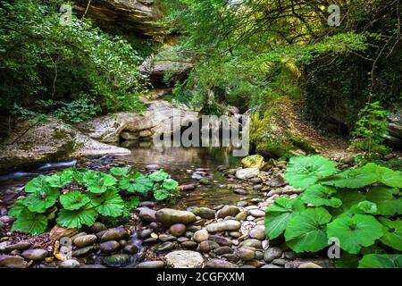 Die Butterbur, eine Heilpflanze, die am Ufer des Garrafo-Baches im Nationalpark Gran Sasso und Monti della Laga wächst. Region Marken, Stockfoto