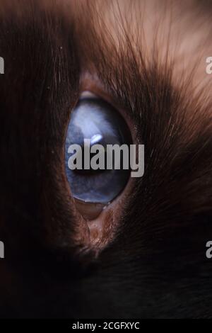 Schönes blaues Katzenauge als schöner Tierhintergrund Stockfoto