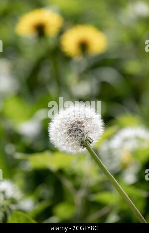 Löwenzahn Köpfe in einem Feld von Sommersonne beleuchtet. Stockfoto