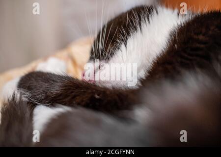 Schwarz-weiße Katze schläft auf dem Bett. Katzenkopf aus nächster Nähe. Stockfoto