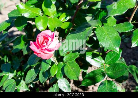 Rosa Rose Blume blüht im Garten im Frühjahr, helles Sonnenlicht kopieren Raum Stockfoto