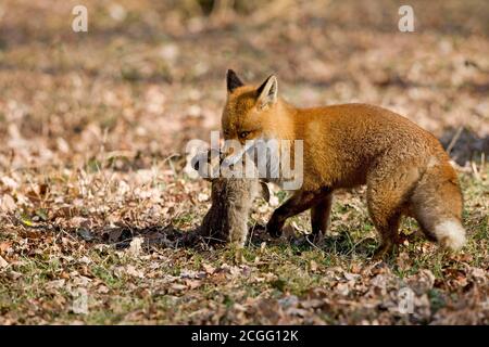 ROTFUCHS Vulpes Vulpes, männlich mit A Kaninchen zu töten, Normandie IN Frankreich Stockfoto