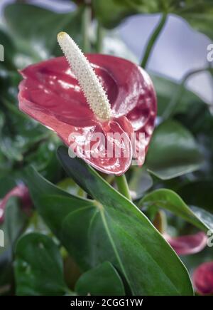 Schöne leuchtend rote Anthurium Blume unter den Blättern. Stockfoto