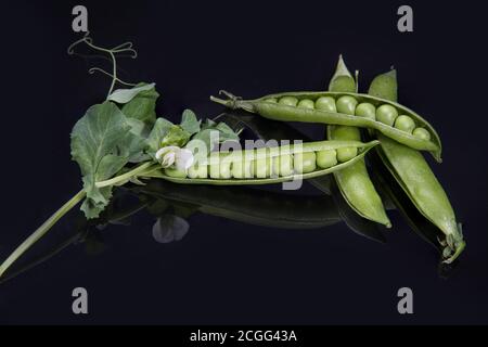 Mehrere Schoten von offenen und geschlossenen grünen Erbsen liegen auf einem schwarzen Hintergrund mit Blumen, mit einer Spiegelreflexion. Horizontale Anordnung Stockfoto