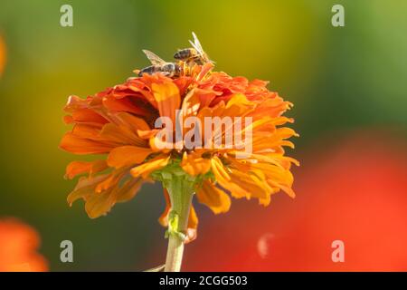 Bienen sammeln Honig in Kiparissi Dorf, Griechenland Stockfoto