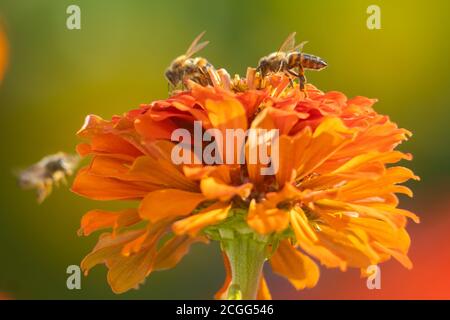 Bienen sammeln Honig in Kiparissi Dorf, Griechenland Stockfoto