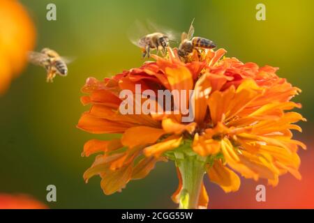 Bienen sammeln Honig in Kiparissi Dorf, Griechenland Stockfoto