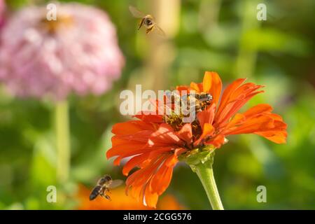 Bienen sammeln Honig in Kiparissi Dorf, Griechenland Stockfoto