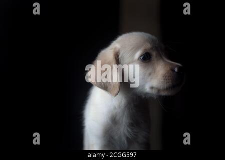 Zwei Monate alter Labrador Welpe Stockfoto