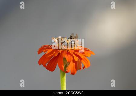 Bienen sammeln Honig in Kiparissi Dorf, Griechenland Stockfoto