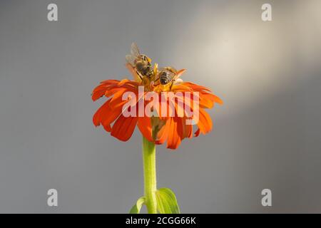 Bienen sammeln Honig in Kiparissi Dorf, Griechenland Stockfoto