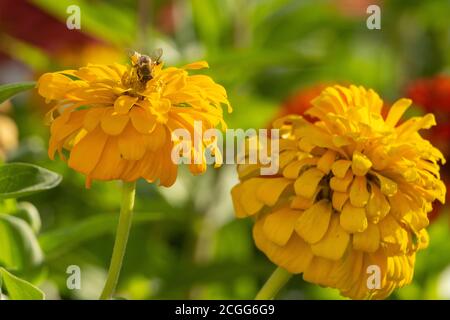 Bienen sammeln Honig in Kiparissi Dorf, Griechenland Stockfoto