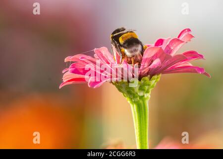 Bienen sammeln Honig in Kiparissi Dorf, Griechenland Stockfoto