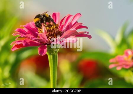 Bienen sammeln Honig in Kiparissi Dorf, Griechenland Stockfoto