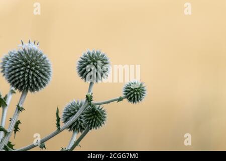 Kugeldistel runde grüne Blüten Makro. Echinops ritro wildes stacheliges Gras auf unscharfem beigefarbenem gelben Hintergrund. Kopierbereich natürliche, moderne Details Stockfoto